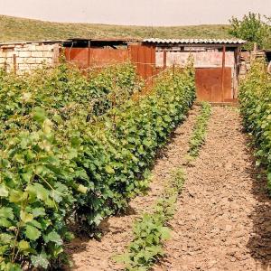 Кавказ (Ставрополь). Виноградник. 1993 г.